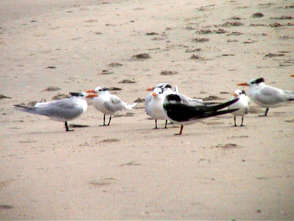 03 Jan 2003 Terns on Vero Beach FL