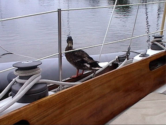 19 July 2003 Visiting Ducks Windmill Pt VA