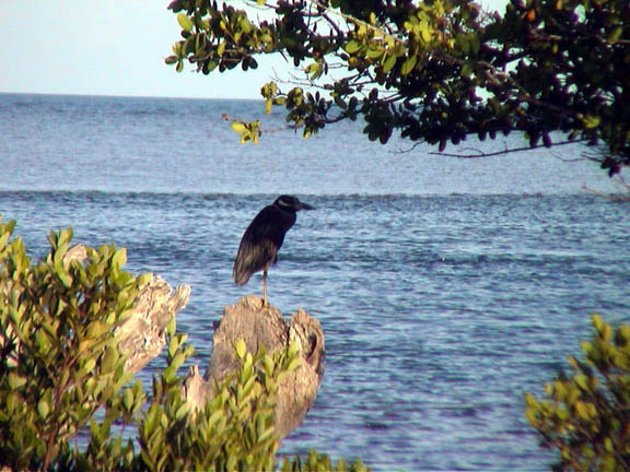 30 Jan 2004 Blue Heron in Boca Chita
