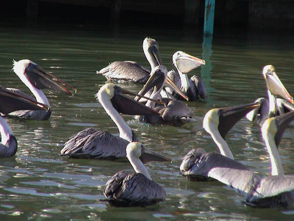 Jan 2004 Islamorada  Florida Keys Pelicans