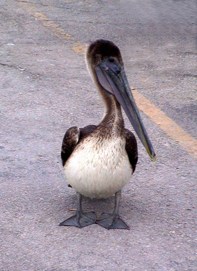 Jan 2004 Islamorada Florida Keys Pelican