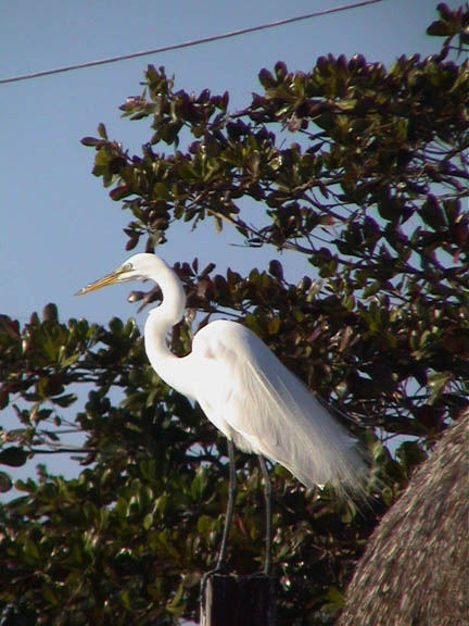 Jan 2004 Islanmorada  Florida Keys Snowy Egret