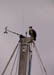 04 Feb 2003 Osprey on Mast in Harbortown Ft Pierce FL