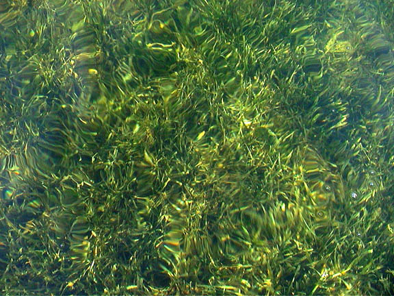 Apr 2003 Key Largo Florida Keys Sea Grass in Florida Bay