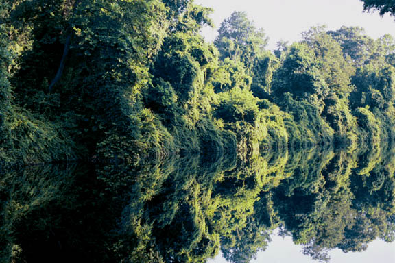 Dismal Swamp Mirrored