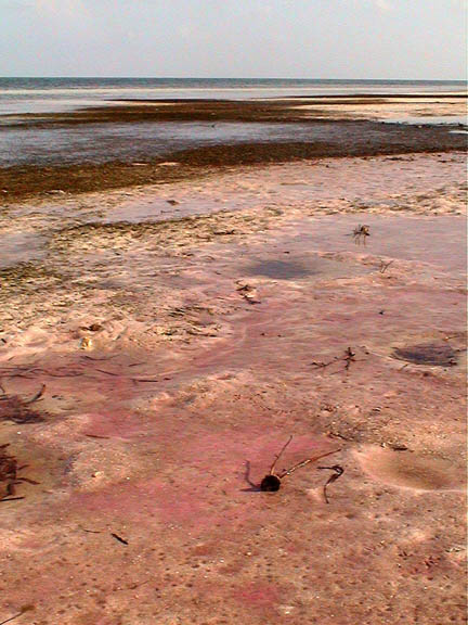 June 2003 Lower Matacumbe Florida Keys Pink Sands 2