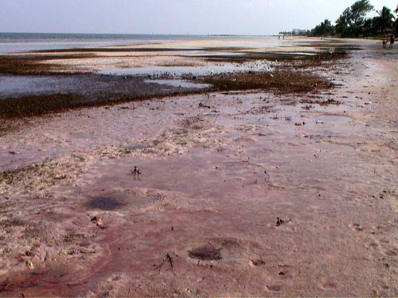 June 2003 Lower Matacumbe Florida Keys Pink Sands 3