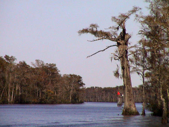 Oct 2003 Wacamah River SC Tree 42