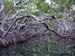 Apr 2003 Key Largo Florida Keys Mangroves 30