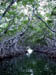Apr 2003 Key Largo Florida Keys Mangroves 31