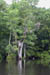 July 2003 Waccama River SC Tree 10