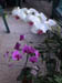 Mar 2003 North Palm Beach FL Donnas Orchids 110