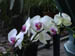 Mar 2003 North Palm Beach FL Donnas Orchids 111