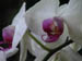 Mar 2003 North Palm Beach FL Donnas Orchids 112