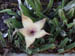 Nov 2003 Melbourn FL Cactus Flower