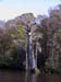 Oct 2003 Wacamaha River SC Tree 39