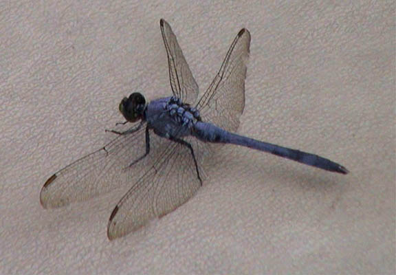 11 July 2003 Dragonfly048a