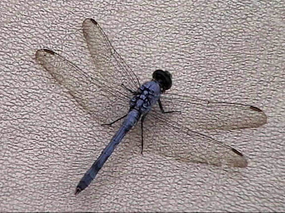 16 July 2003 Dragonfly100