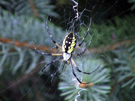 29 Sept 2003 Spider114