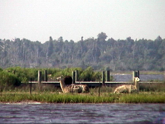 July 2003 Underway in NC ICW Lamas