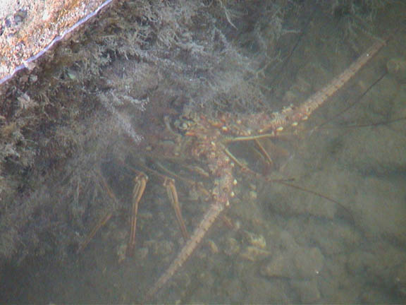 07 June 2003 Spiny Lobster in the Keys005