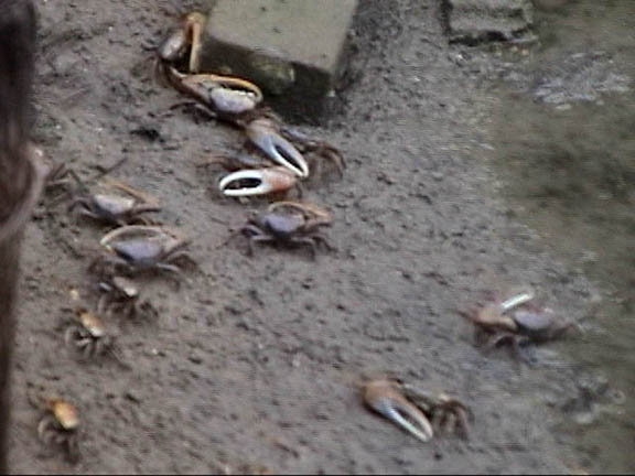 20 Sept 2003 crabs at Yankee point VA