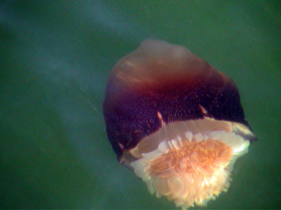 33 Oct 2003 Wrightsville Beach NC Jelly Fish033