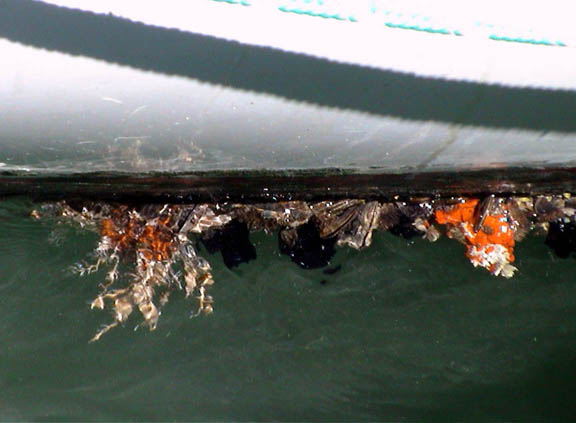 Jan 2004 Marathon Florida Keys Eco System Boat Bottom 28
