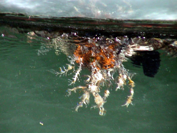 Jan 2004 Marathon Florida Keys Eco System Boat Bottom 29