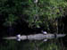 10 July 2003 Turtles in the Dismal Swamp NC053