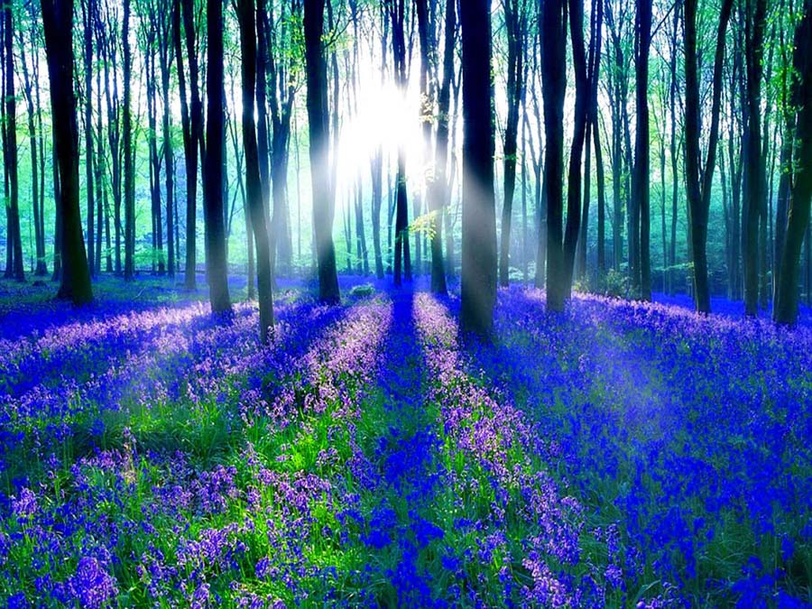 blue forest