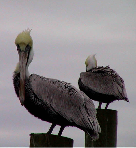 01 Dec 2002 Swans Point NC Pelicans