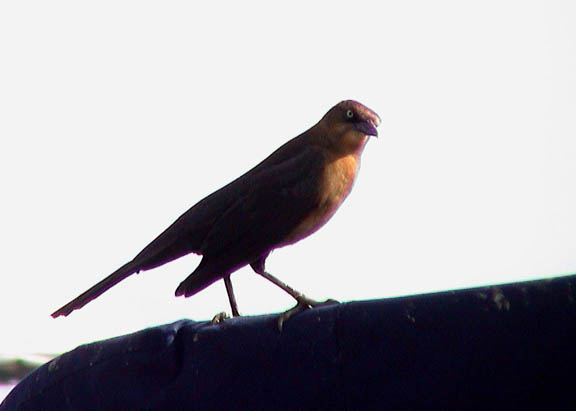 02 Jan 2003 Boat tailed Grackle Charleston SC