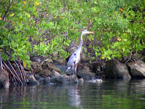 07 Mar 2003 Great Blue Heron food shopping