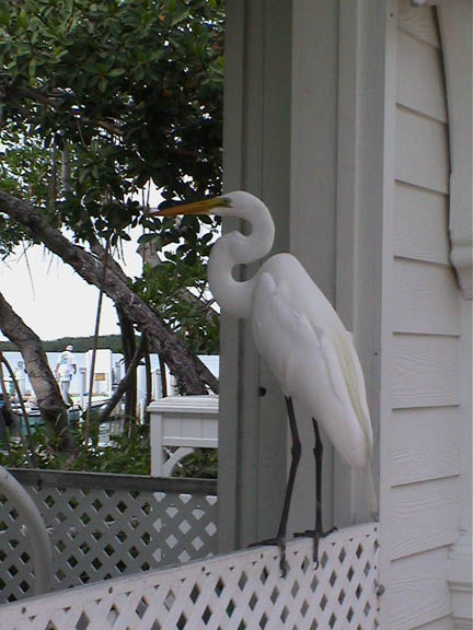 13 Apr 2003 Great White eagret looking for handout World Wide Sportsman