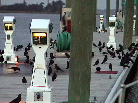 70 Oct 2003 Southport NC THe Birds 127