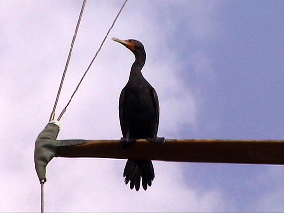 Feb 2004 Islamorada FL Cormorand on Spredder 40