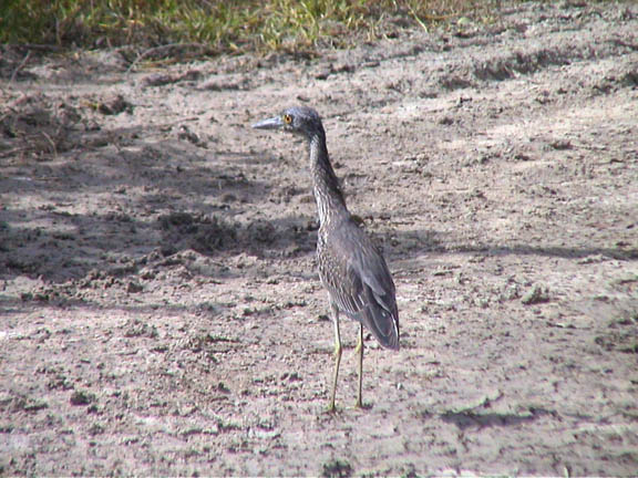 Jan 2004 Tavernier Fl Yellow Crowned Night Heron Immature