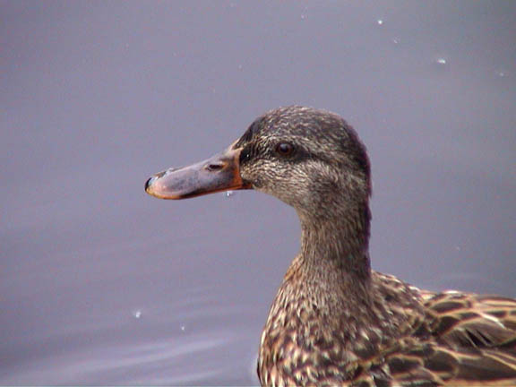 July 2003 Belhaven NC Fowl