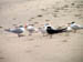 03 Jan 2003 Terns on Vero Beach FL