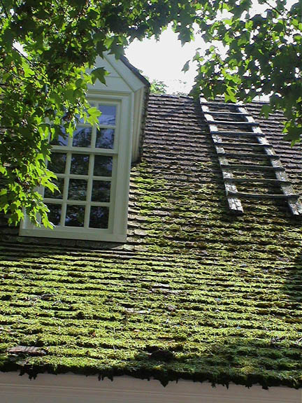 24 Mossy Roofed Building22