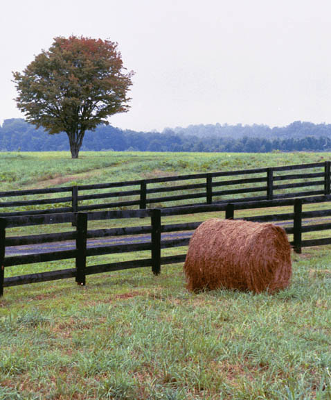 Single Bail and Tree