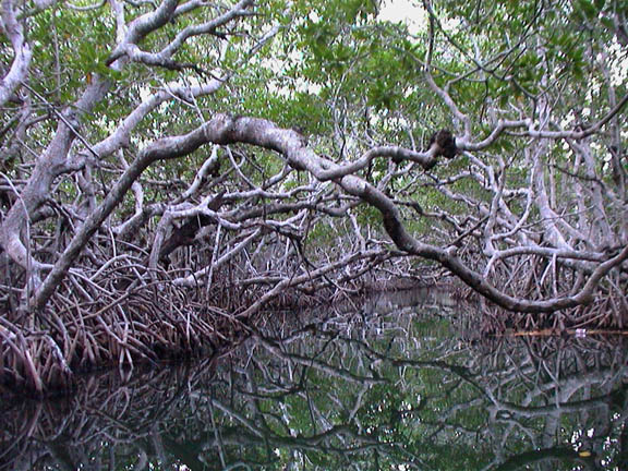 Apr 2003 Key Largo Florida Keys Mangroves 30