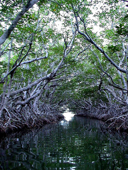 Apr 2003 Key Largo Florida Keys Mangroves 31