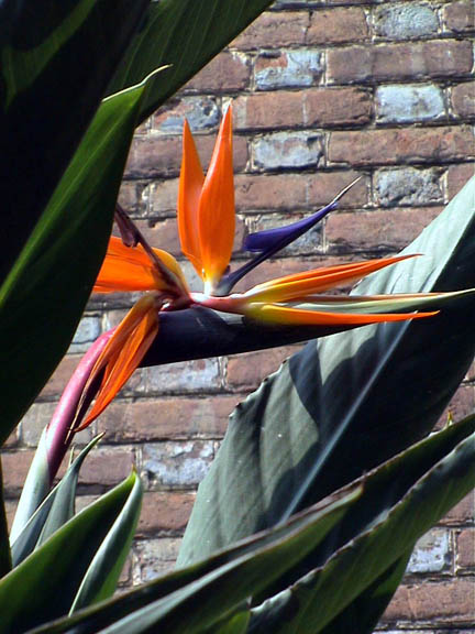 Aug 2003 Colonial Williamsburg VA Bird of Paradise 41