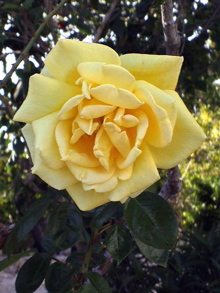 Jan 2004 Marathon Florida Keys Roses 33