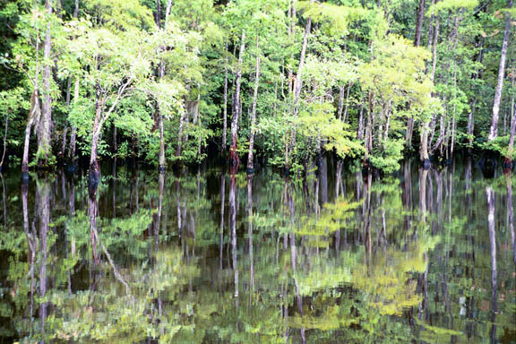 Mirrored Trees