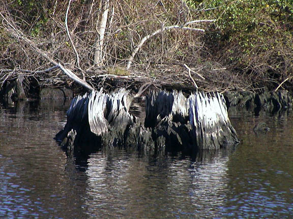 Oct 2003 Alligator River Pungo River Canal Stump 08