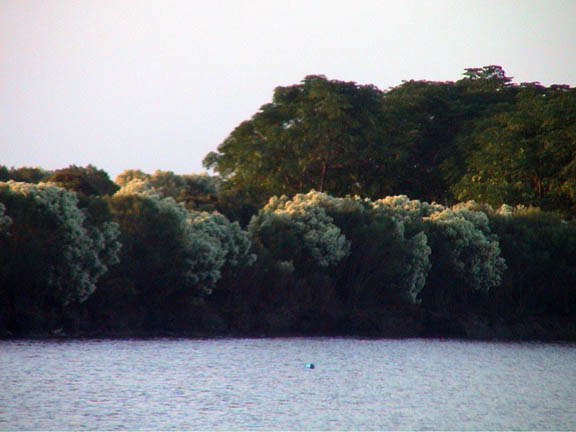 Oct 2003 Underway To Charleston SC Flowering Bushes in ICW 