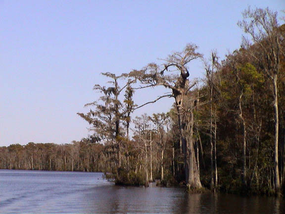 Oct 2003 Wacamaha River SC Tree 40